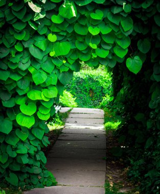 Aristolochia Macrophylla yaprakların arka plan