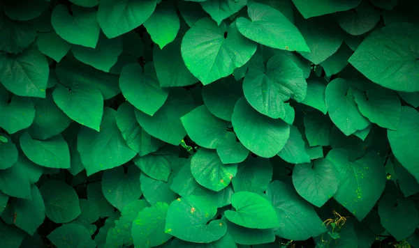 Bakgrund av Aristolochia Macrophylla blad — Stockfoto