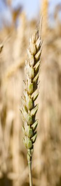 Sarı altın olgun buğday çavdar spikelets. Sarı buğday alanları