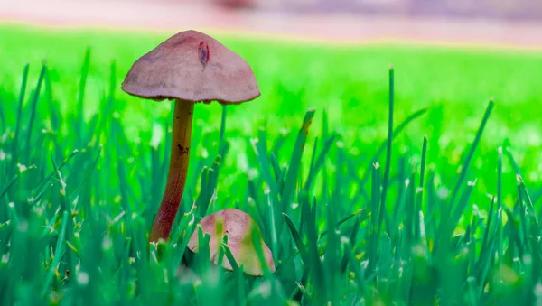 Недоступные ядовитые грибы на фоне зеленой травы — стоковое фото