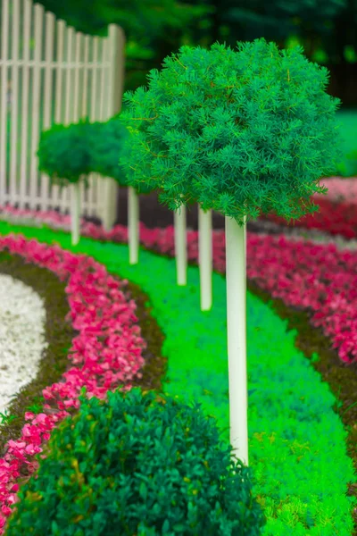 Flowerbed Japanse stijl, met behulp van jaarlijkse veelkleurige bloemen — Stockfoto