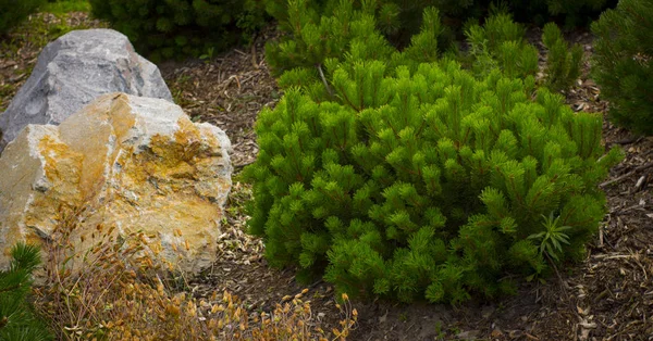 Grenar av en dwarf mountain tall Pinus mugo. använda i landskap design och design — Stockfoto