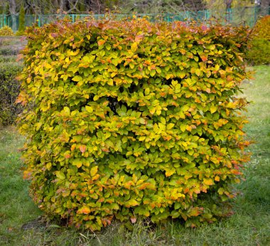 Gürgen dekoratif bir yuvası merkezinde bulunan yuvarlak bir şekil tonsured