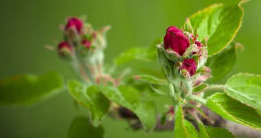 Bahar Parkı yakın çekim güzel çiçek açan elma ağaçlarında