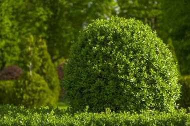 Bush bahçede şimşir taze yeşil yapraklar