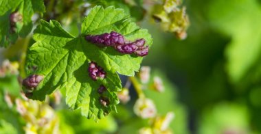 Mantar hastalıkları Antraknoz kuş üzümü yakın çekim yaprak