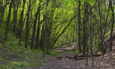 Bahar ormandaki ülke temiz hava doğası ışın