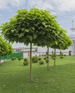 Katalpa. Parkta süs ağaçları