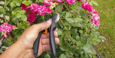 Budama çeşidinde sonbahar Bahçe Bahçe secateurs ile yükseldi