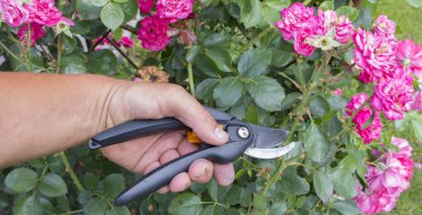 Budama çeşidinde sonbahar Bahçe Bahçe secateurs ile yükseldi