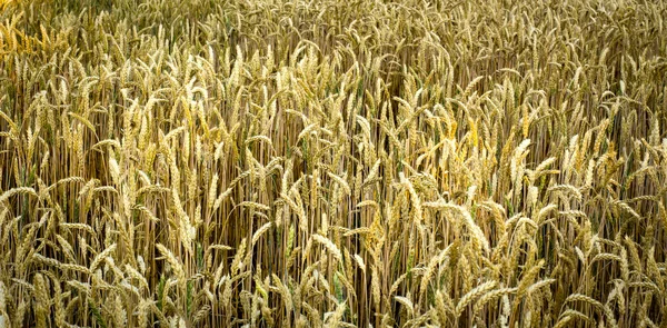 Желтое золото созрело пшеничные шипы. Желтые пшеничные поля — стоковое фото