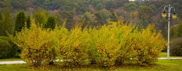 Schöne Nahaufnahme gelb Herbst Blätter Hintergrund Baum — Stockfoto