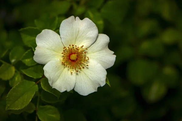 Rosa canina growing in nature Flower of dog-rose — Stock Photo, Image