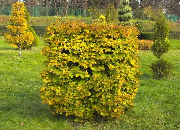 Hornbeam decorative tonsured a round shape with a slot in the center — Stock Photo, Image