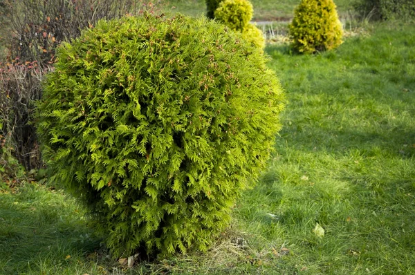 Bosso con foglie verdi fresche cespuglio in giardino — Foto Stock