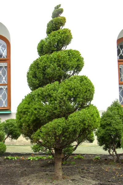 Thuja verde sul prato con erba rigogliosa, tosata a forma di spirale — Foto Stock