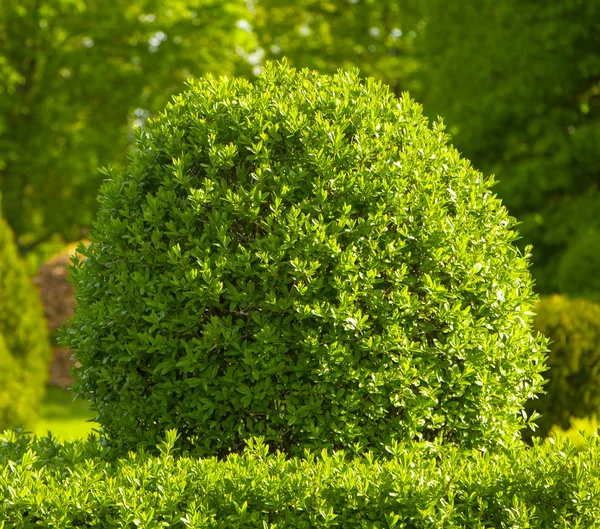 Puszpáng, friss zöld levelek bush a kertben — Stock Fotó