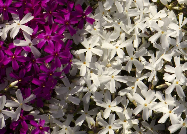 Phyllox subulate facade, contrasting color, close-up