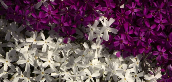 Phyllox subulate facade, contrasting color, close-up