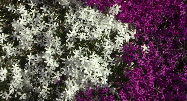 Phyllox subulate facade, contrasting color, close-up