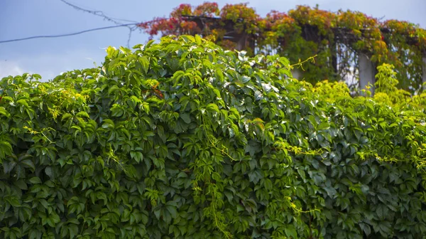 壁に秋の野生ブドウの木 — ストック写真
