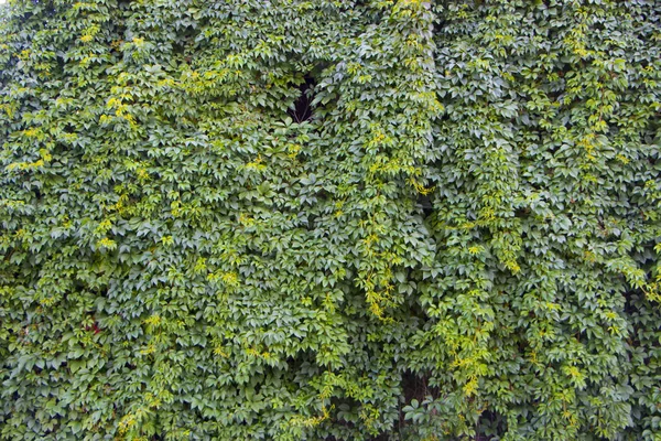 Autumn wild grape vines on the wall