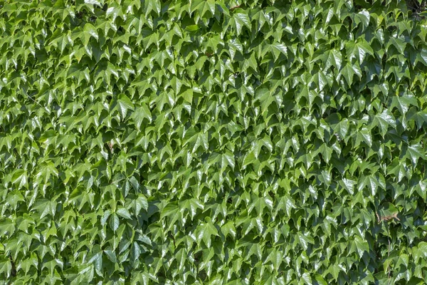 Осінні дикі виноградні лози на стіні — стокове фото