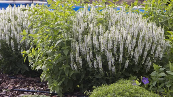 Mint flower on the flowerbed close-up