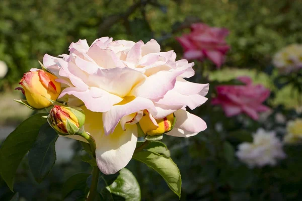 Vita rosor i trädgården - närbild — Stockfoto