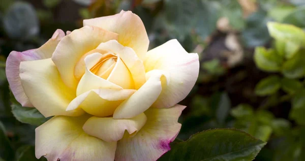 Vita rosor i trädgården - närbild — Stockfoto