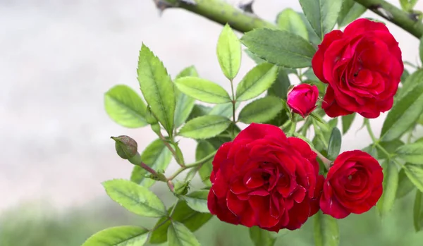 Rose rosse su sfondo foglie verdi — Foto Stock