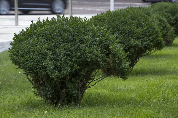 Buchsbaum mit frischen grünen Blättern im Garten — Stockfoto