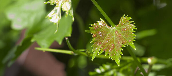 Disease on leaf of vine Sick leaves of vine in vineyard.