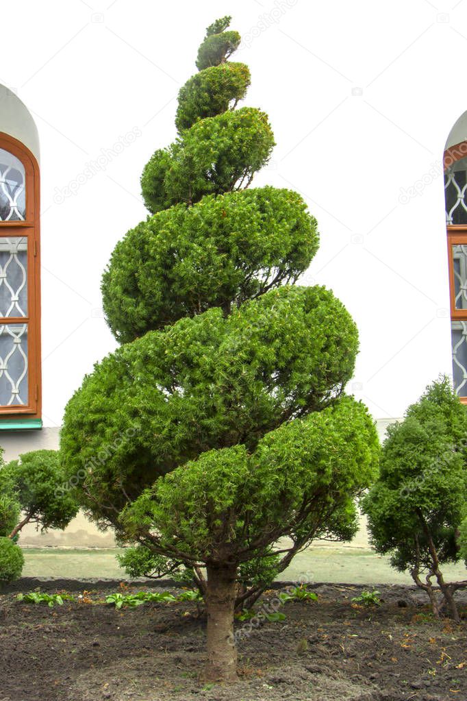 Green thuja on the lawn with lush grass, sheared in the form of a spiral