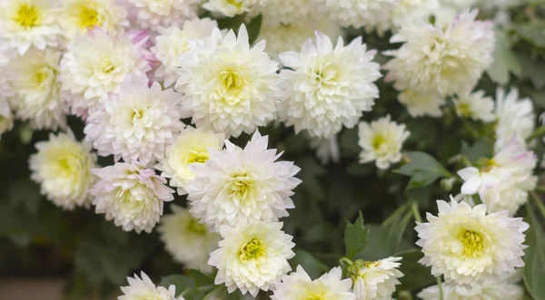 Dahlia Pinnata bir parlak kırmızı büyük çiçektir. Süs