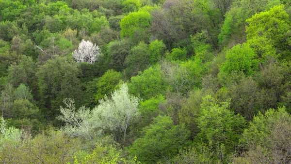 Grüner Frühlingswald von oben gesehen — Stockfoto