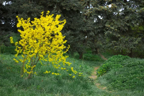 Hor çiçeği çiçek, erken ilkbaharda çiçek açan bush