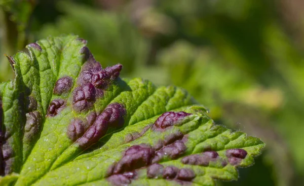 Mantar hastalıkları Antraknoz kuş üzümü yakın çekim yaprak