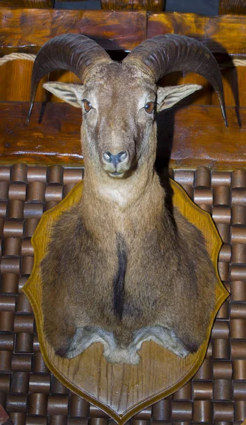 Vogelscheuchenkopf einer Wildziege auf einer Holzwand — Stockfoto