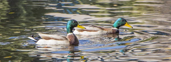 Canard sauvage flottant sur la rivière, par une chaude journée d'été — Photo