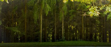 Yaz güzel dokusuna yeşil orman