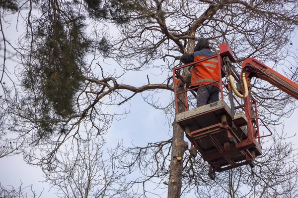 Autotower, eliminação de árvores de emergência. Trabalhadores em peças para eliminar o pinheiro seco . — Fotografia de Stock