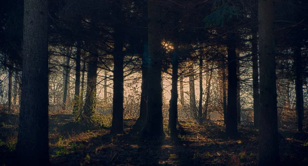 Floresta escura nebulosa com sombras negras de perto — Fotografia de Stock