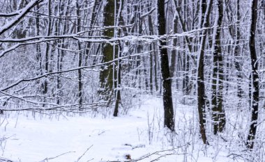 Karla kaplı orman bir soğuk kış gününde