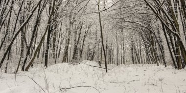 Karla kaplı orman bir soğuk kış gününde