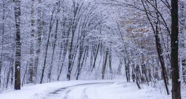 Karla kaplı orman bir soğuk kış gününde