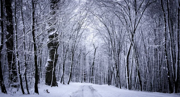 Snow-covered forest on a frosty winter day — Stock Photo, Image