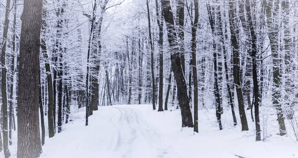 Pokryte śniegiem lasu na mroźne zimowe wieczory — Zdjęcie stockowe