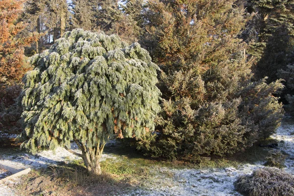 Vit ceder - Thuja Occidentalis närbild, grunt djup — Stockfoto