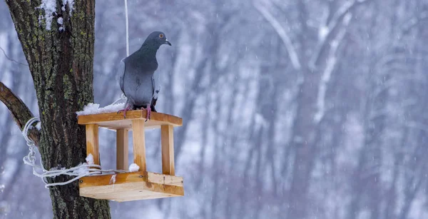 Kışın beslenme bir yalak, güvercin — Stok fotoğraf